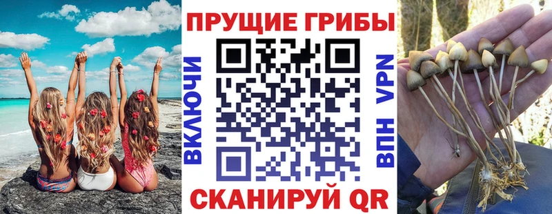 Купить где  Краснодар  Псилоцибиновые грибы мицелий 